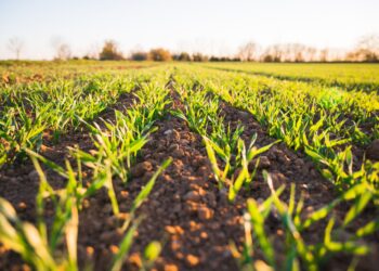 Green Grass Field