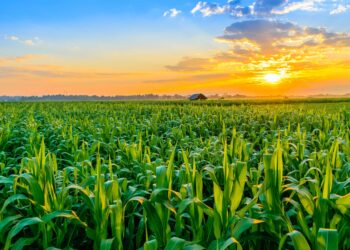 Corn Field