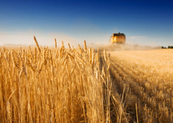 A combine harvester working in a wheat field