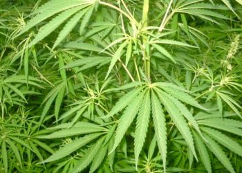 Cannabis