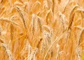 Wheat Zoom | FintechZoom