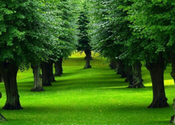 Green field with 2 rows of trees | FintechZoom