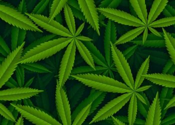 Cannabis Stocks | FintechZoom