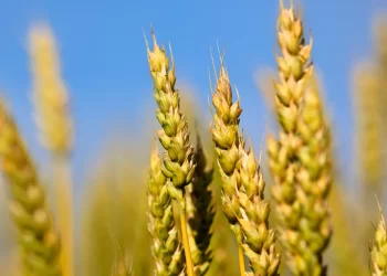 Wheat | FintechZoom