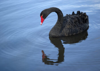 Black Swan Events | FintechZoom