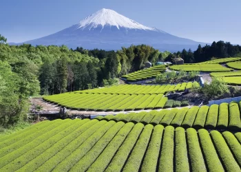 A breathtaking landscape featuring neatly organized rows of green tea fields, with the majestic snow-capped Mount Fuji towering in the background under a clear, blue sky. This picturesque scene is reminiscent of a bustling tea market where vibrant greens meet pristine whites in perfect harmony. | FintechZoom