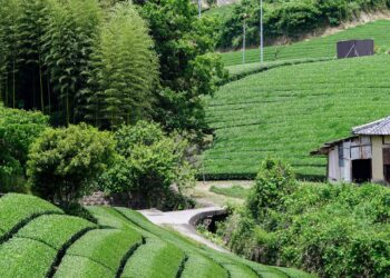 A serene landscape of lush green terraced tea fields with neatly maintained rows. A narrow path winds through the fields, leading to a small building on the right, reminiscent of Michiyo Tsujimura's dedication. Tall bamboo trees stand in the background, flanked by various green shrubs and trees. | FintechZoom