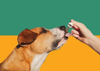 CBD for Dogs | FintechZoom