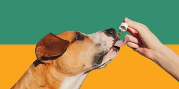 CBD for Dogs | FintechZoom