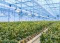 A large indoor greenhouse, a testament to the cannabis industry’s construction, is filled with rows of lush plants under bright grow lights. The well-lit space, equipped with overhead fans and ductwork, suggests a controlled environment for optimal plant growth. | FintechZoom