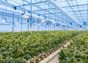 A large indoor greenhouse, a testament to the cannabis industry’s construction, is filled with rows of lush plants under bright grow lights. The well-lit space, equipped with overhead fans and ductwork, suggests a controlled environment for optimal plant growth. | FintechZoom