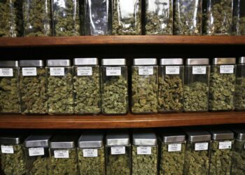 Multiple glass jars filled with different strains of cannabis buds are arranged on wooden shelves, reminiscent of the orderly displays found in cannabis dispensaries. Each jar is labeled with the name of the strain, such as "Sour Diesel," "OG Sin," and others. | FintechZoom