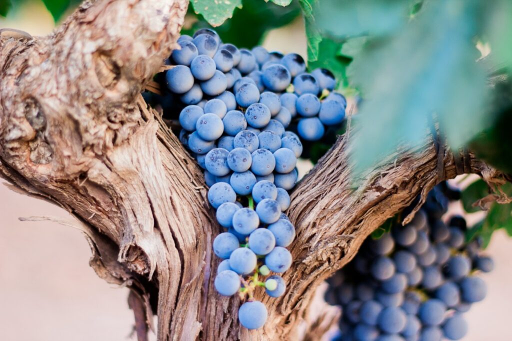 A close-up of ripe purple grapes hanging in a cluster from a woody grapevine, surrounded by green leaves. | FintechZoom