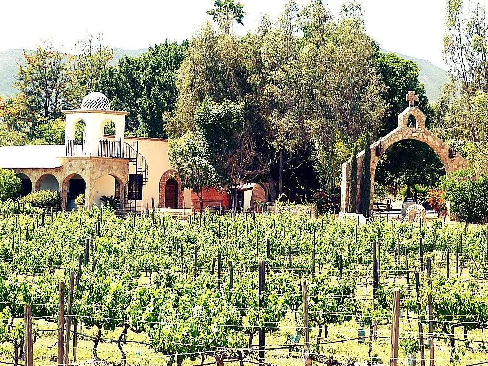 A vineyard with rows of grapevines in the foreground, perfect for producing fine wine, and a stone building with an arched doorway and a small belltower surrounded by trees in the background under a sunny sky. | FintechZoom